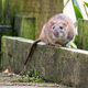 Image for article titled Nation’s Conservationists Warn There Only 8 Trillion Rats Left